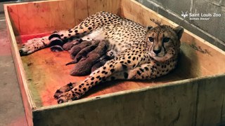 Female cheetah gives birth to record number of cubs in St. Louis(Video)