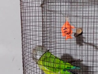 Parrot Places Bucket On Head