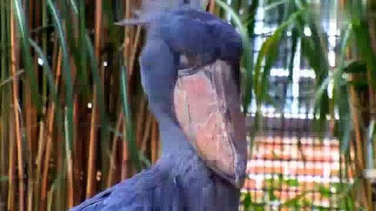 Shoebills Birds make machine gun sound, watch and enjoy. video Dailymotion