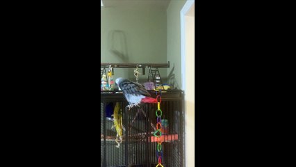 Cairo The Parrot Wants Kitty To Be Quiet