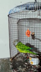 Parrot Places Bucket On Head