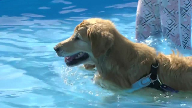 [날씨] 전국 주말 30도 안팎 늦더위...한강 반려견 수영장 북적 / YTN