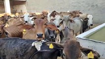 Government gave relief to cattle farmers but now they are facing this hurdle