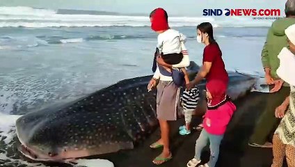 Hiu Tutul Mati Terdampar di Pantai Pagak Jadi Tontonan Warga Purworejo