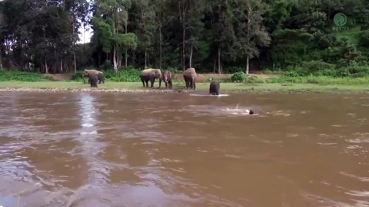 This baby elephant thought he was drowning and rushed to save him ❤️