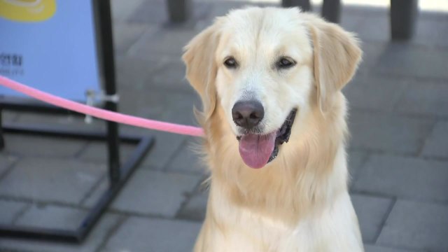 [날씨] 주말도 30도 안팎 늦더위...한강 반려견 수영장 북적 / YTN