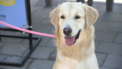 [날씨] 주말도 30도 안팎 늦더위...한강 반려견 수영장 북적 / YTN