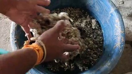 गाय भैंस का दूध बढ़ाने का सन्तुलित आहार