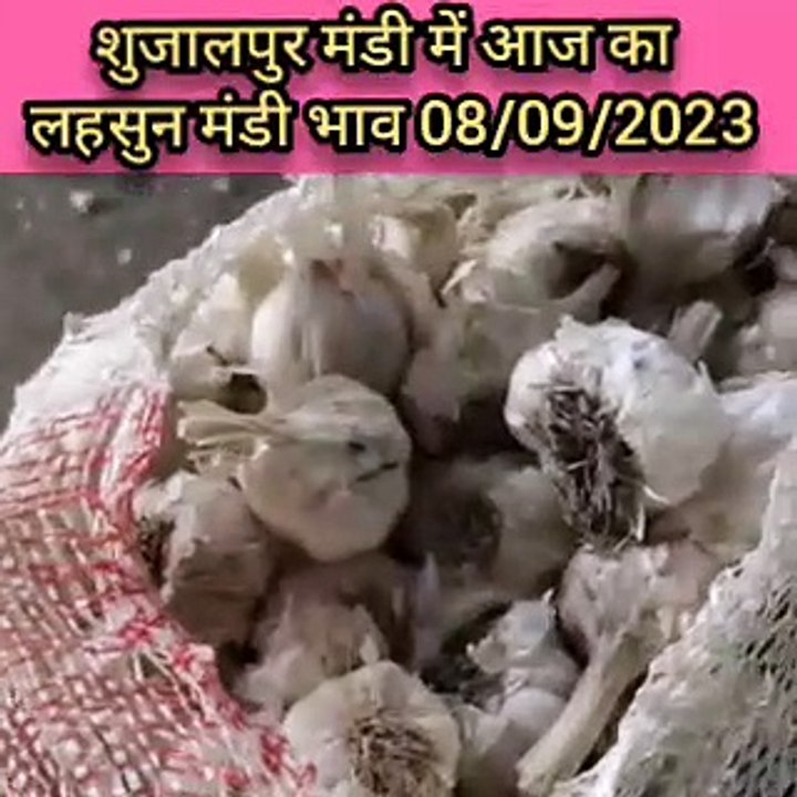 Today Shujalpur garlic mandi rate