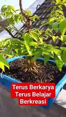 Belajar membuat bonsai proses 1.5th di pot