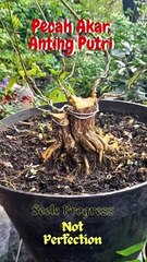 Pecah Akar Anting Putri