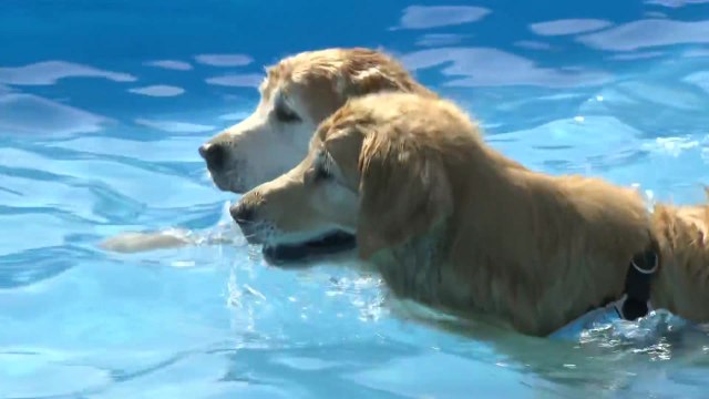 [날씨] 내일도 30도 안팎 늦더위...한강 반려견 수영장 북적 / YTN