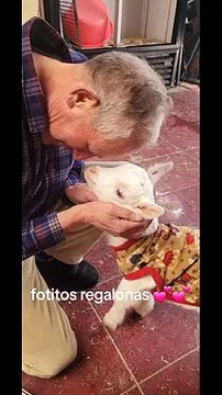 ¡No pudo con tanta ternura! Abuelito compra dos cabras para que no las cocinen