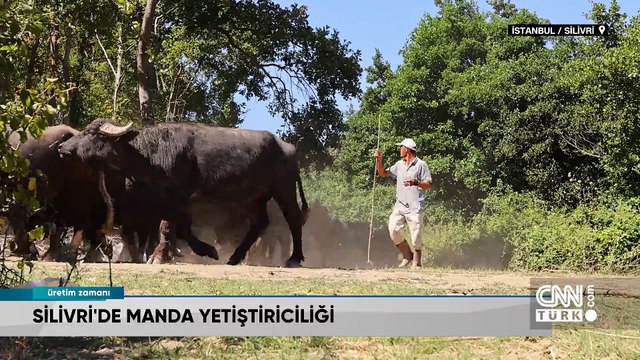Silivri'de manda yetiştiriciliği ve manda yoğurdu yapım süreci