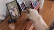 Cat misses her best friend dog who passed as a result of liver cancer *Heartfelt Video*