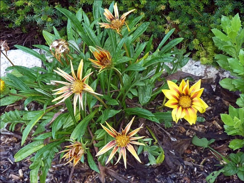 Fleurs - Musique : Reel à Raymond (traditionnel québécois) - Eric : guitares, mandolines.