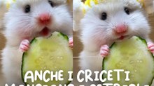 Anche i criceti mangiano i cetrioli
