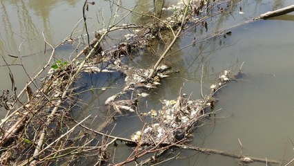 Kızılırmak’ta balık ölümleri