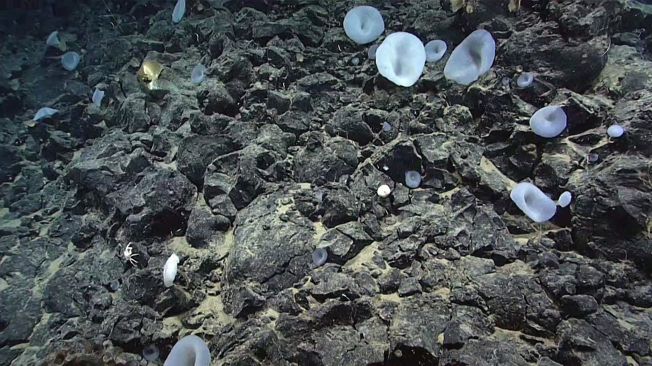 Mysteriöses 'goldenes Ei' vom Meeresgrund geborgen