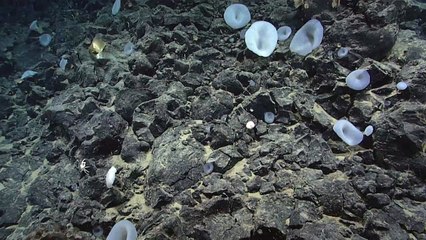 Mysteriöses "goldenes Ei" vom Meeresgrund geborgen