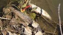 Kızılırmak Nehri'nde Balık Ölümleri Yaşanıyor