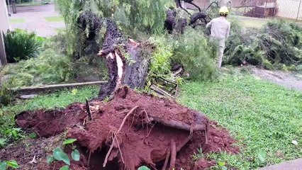 Chuva derruba árvore na Região do Lago