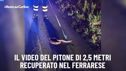 Il video del pitone di 2,5 metri recuperato nel ferrarese