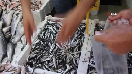 Hamsi Fiyatları Yükseliyor