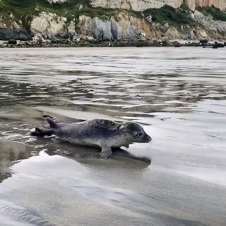 "La Belle Échappée Marine : Un Bébé Phoque Retourne à la Mer en Normandie" ️