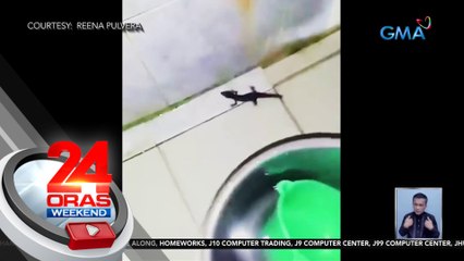 Kakaibang hayop na mukhang maliit na buwaya, namataan sa Cebu | 24 Oras Weekend