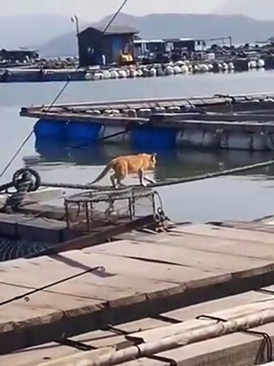 Cat Tightrope Walker