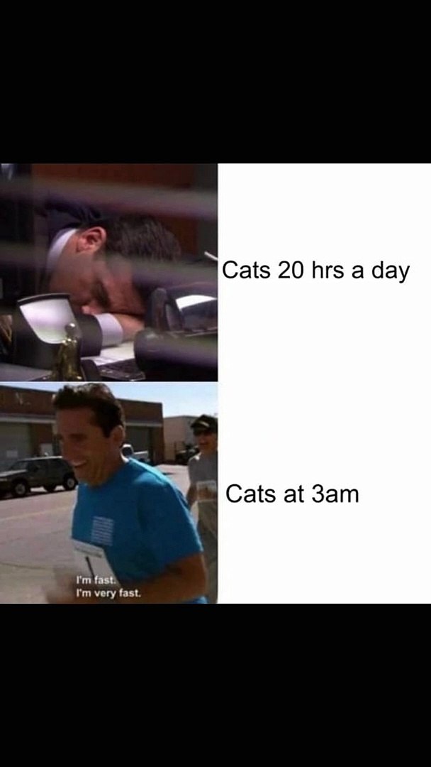 Cat memes