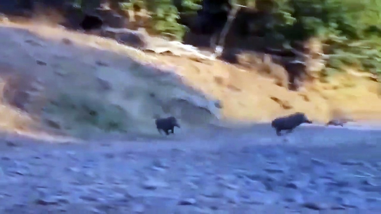So Sad... The Old Lion Was Tortured Madly By Angry Mother Warthog When Lion Attacked Young Warthog
