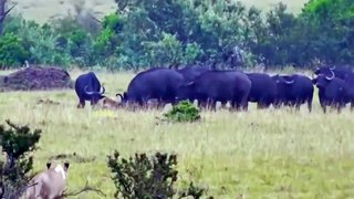 unbelievable... Crazy old buffalo knocks down a flock of useless lion