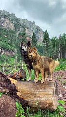 Gorgeous two wolves.