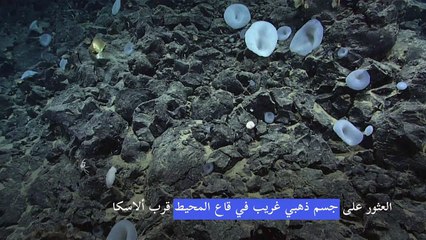 العثور على جسم ذهبي غريب في قاع المحيط قرب ألاسكا