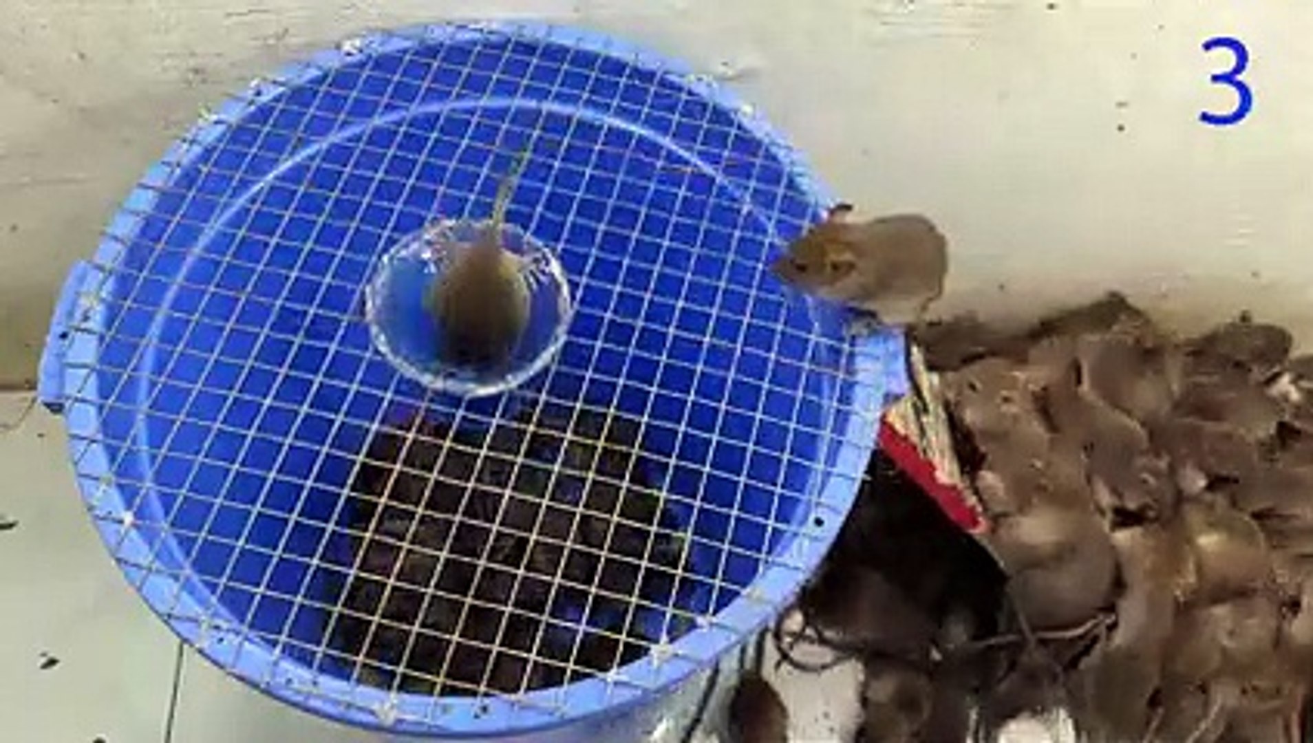 mouse trap video electric mousetrap water mouse trap Make a mouse