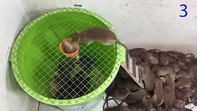 Miice Mouse trap with large plastic bin The world's best homemade mousetrap