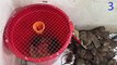 Mouse trap video   Electric mouse trap   Homemade mousetrap with a large plastic container