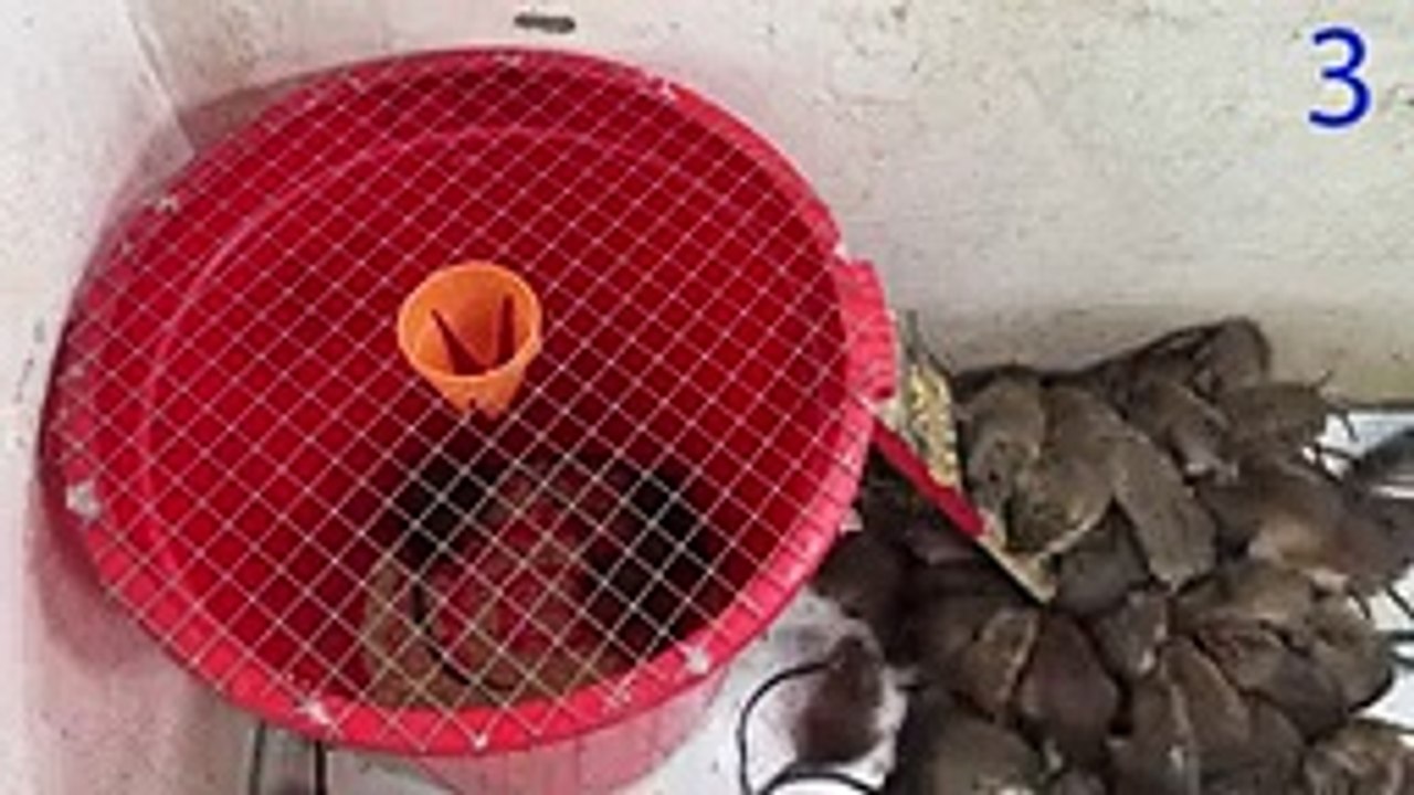 Mouse trap video   Electric mouse trap   Homemade mousetrap with a large plastic container
