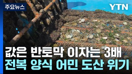 값은 반토막 이자는 3배...전복 양식 어민 줄도산 위기 / YTN