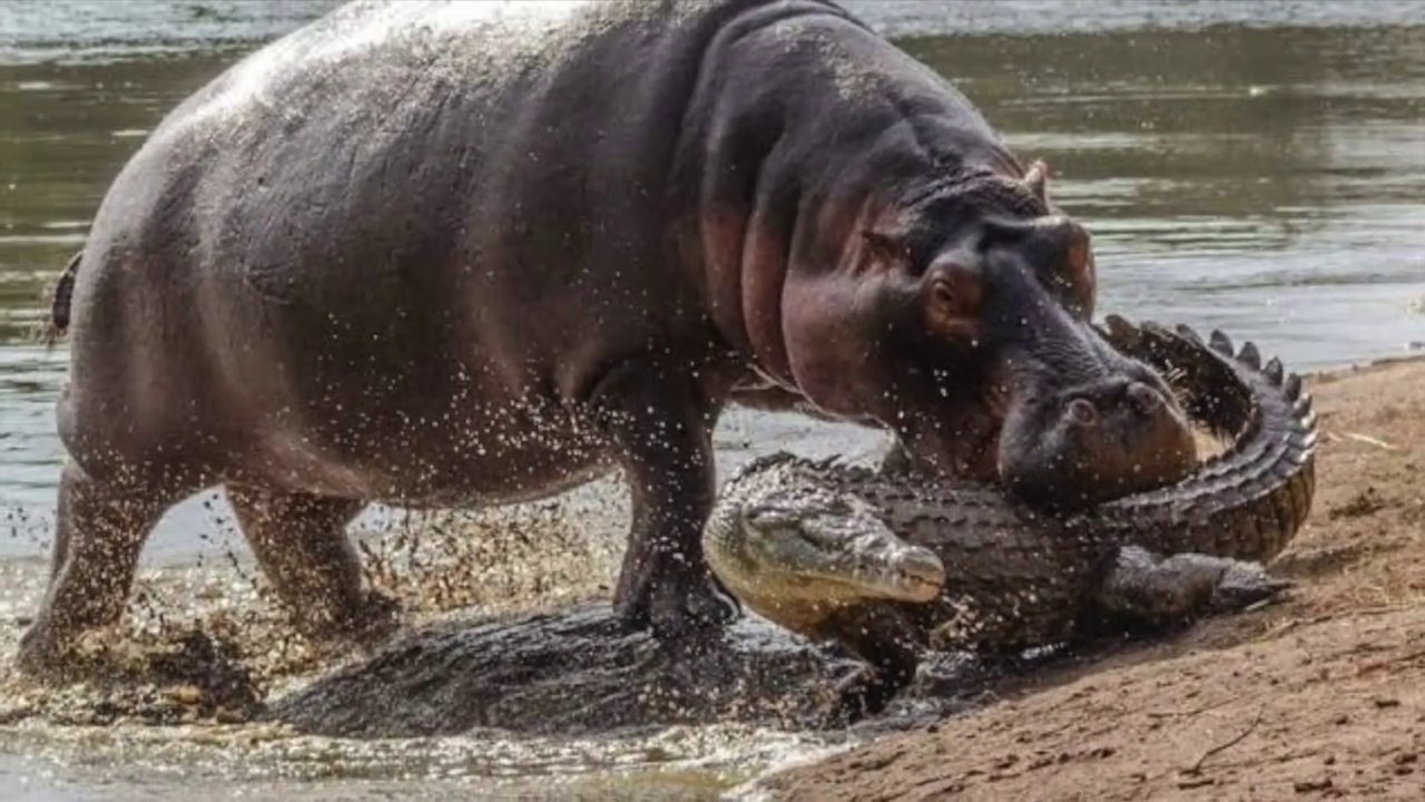 The MOST DANGEROUS Animal in Africa | Hippo Attack VS Crocodile & Lion