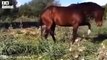 30 Moments Stupid Dog Gets Painful Kick From Horse   Horse vs Lion