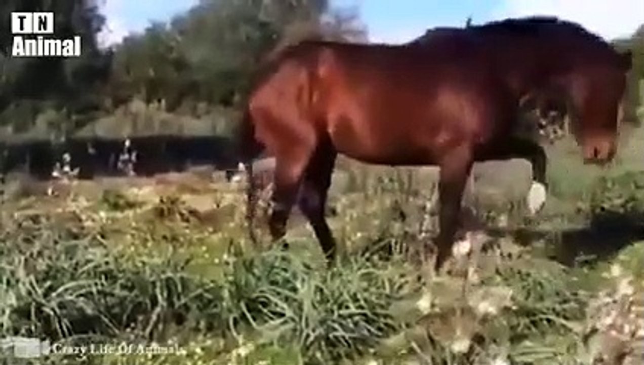 30 Moments Stupid Dog Gets Painful Kick From Horse   Horse vs Lion