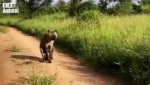 30 Crazy Moments Hyenas Injured By Lions, Wild Dogs How a Hyena Chased Lions to Escape Animal Fight