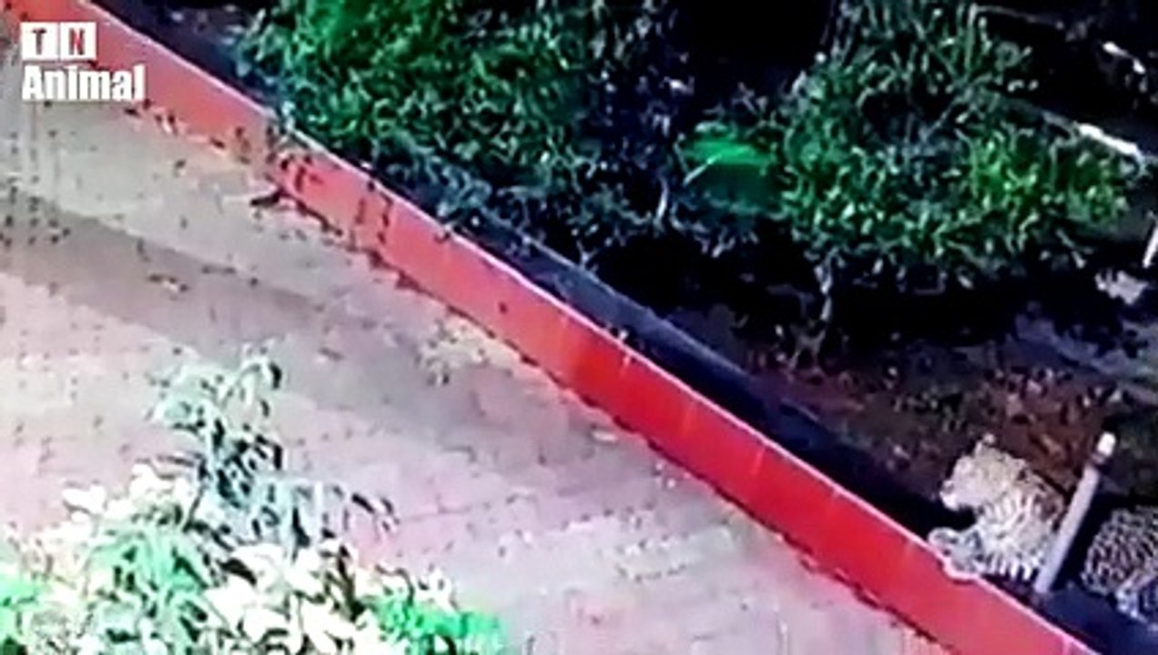 30 Times Dogs Encounter Lions, Tigers, Leopards And Get Injured, What Happens Next   Animal Fight