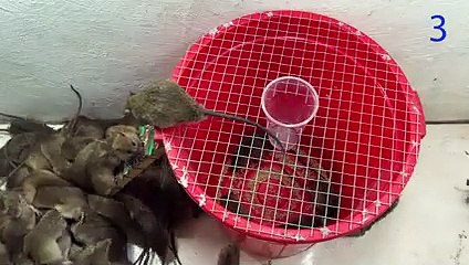 Mouse trap video   The world's best large plastic crate mouse trap