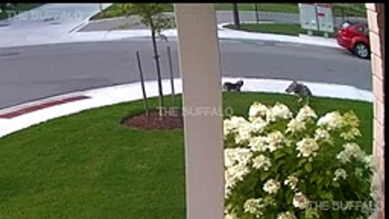 10 CRAZIEST ANIMAL FIGHTS CAUGHT ON CAMERA (6)