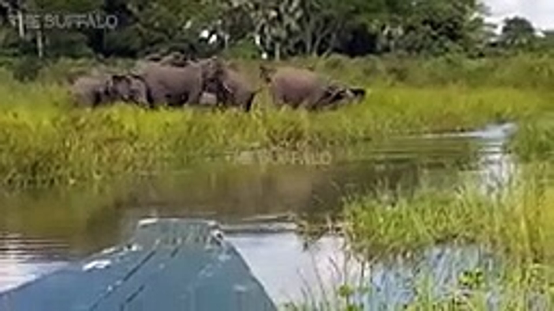 ⁣10 CRAZIEST ANIMAL FIGHTS CAUGHT ON CAMERA. Lion versus leopard, Giraffe versus giraffe