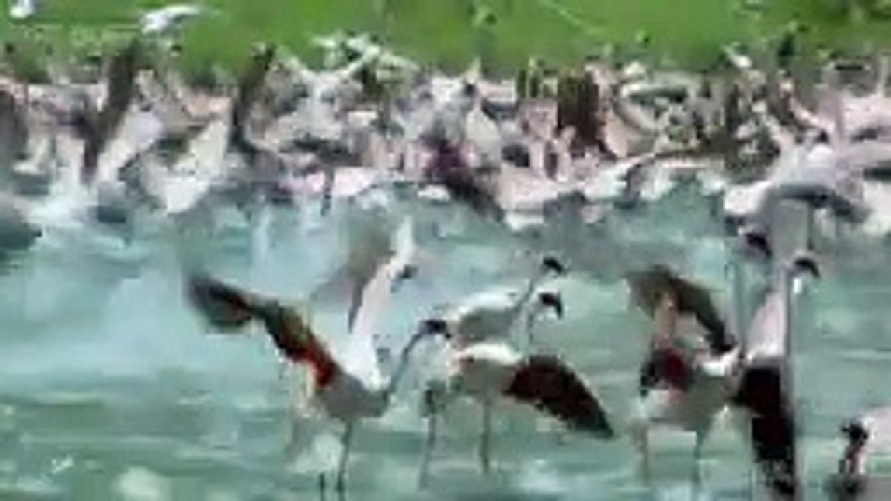 10 CRAZIEST ANIMAL FIGHTS CAUGHT ON CAMERA (9)